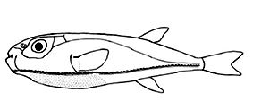 Familia Tetraodontidae_claves.jpg